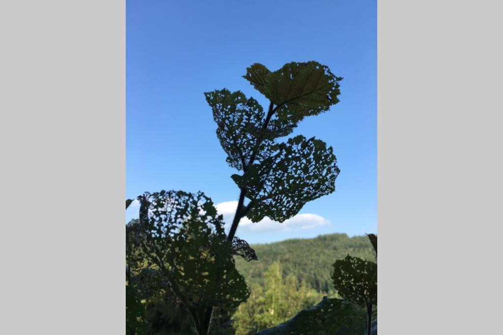 Gite Authentic Ardenne Vresse-sur-Semois Exteriér fotografie